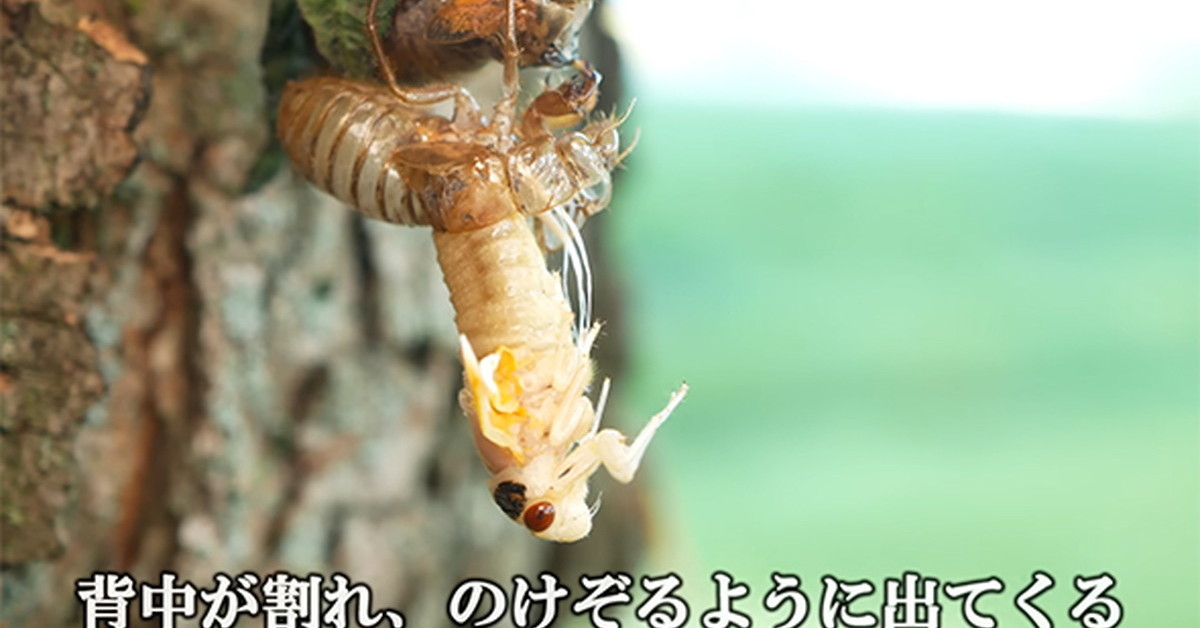 せみのようきゅう 2021 Kawasaki ZX636HMFNL NINJA ZX-6R - 636cc Options and