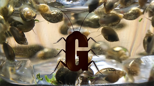 G