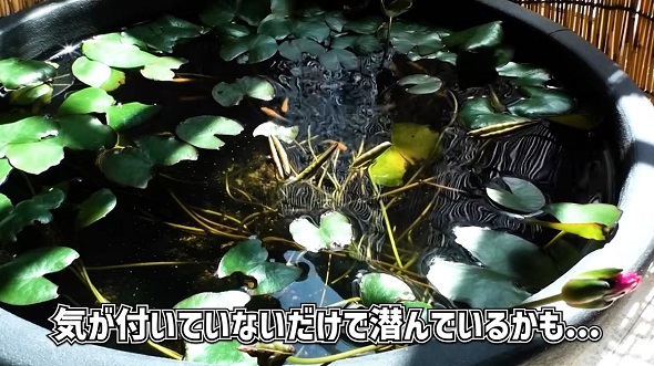 勝手に入ってきて