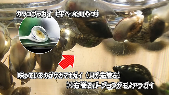 カワコザラガイ