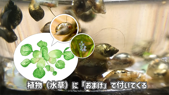 植物におまけで