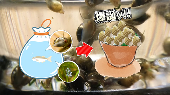 生体の袋