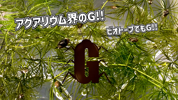 アクアリウムのG