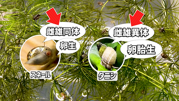 タニシとスネールの違い