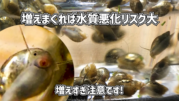 増えまくれ