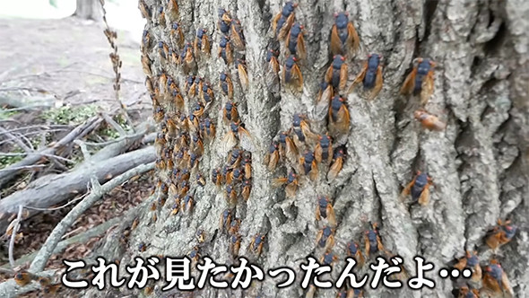 これが見たかったんだよ