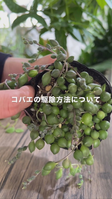 観葉植物のコバエ対策の解説