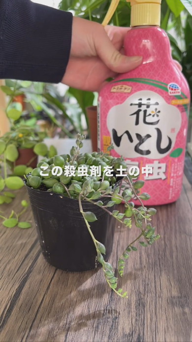 観葉植物のコバエ対策に薬剤を使用する方法を解説