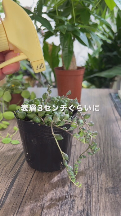 観葉植物のコバエ対策に薬剤を土の中に吹きかけている