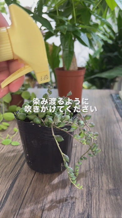 観葉植物のコバエ対策に薬剤を土の中に吹きかけている