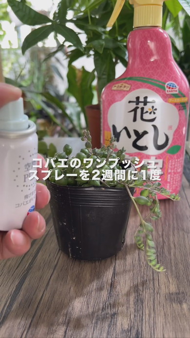 観葉植物のコバエ対策にワンプッシュタイプを散布