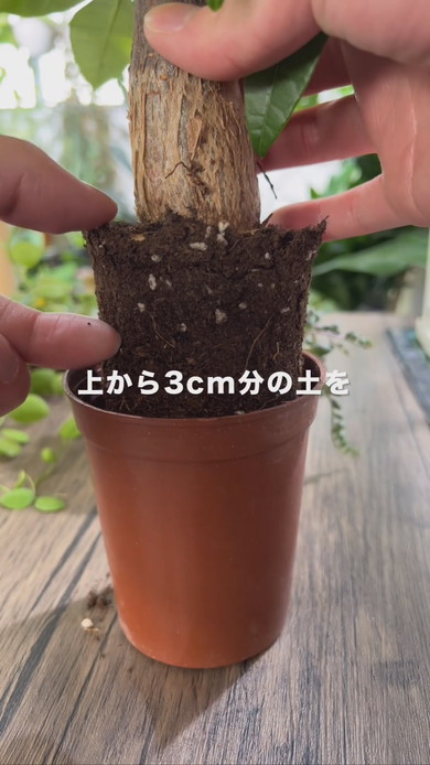 観葉植物のコバエ対策のためポットから取り出して土を剥がす解説