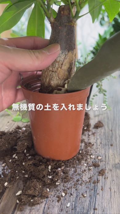 観葉植物のコバエ対策のためポットから取り出して土を剥がす解説
