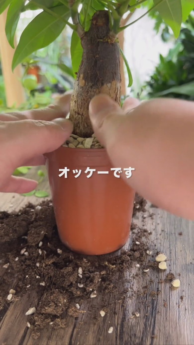 観葉植物のコバエ対策のためポットから取り出して土を剥がす解説