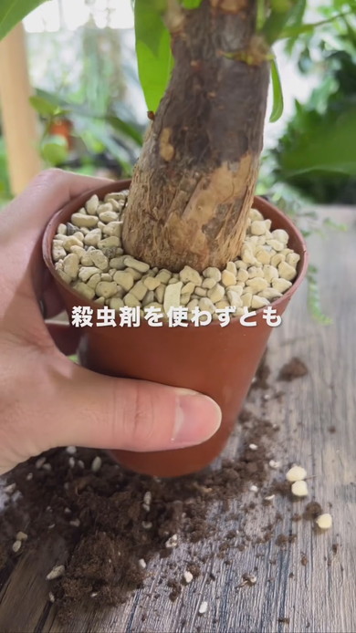 観葉植物のコバエ対策のためポットから取り出して土を剥がす解説