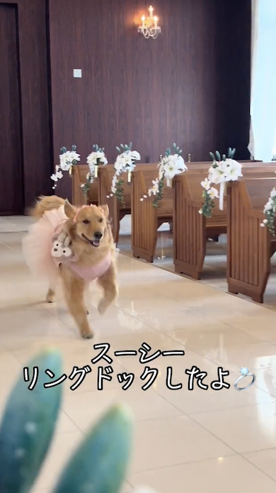 ワンコ入場