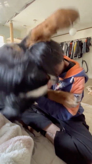 じゃれ付く八兵衛くん