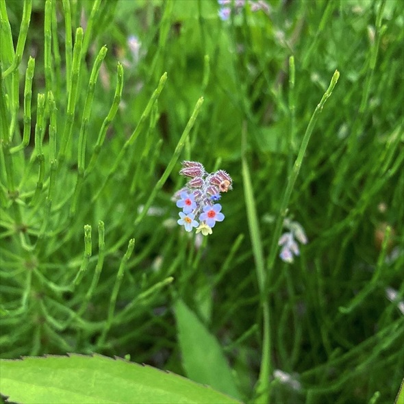 すごくかわいい花が咲いてた