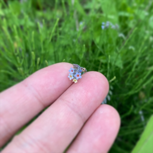 すごくかわいい花が咲いてた