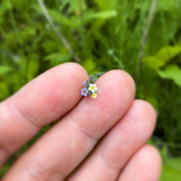 すごくかわいい花が咲いてた