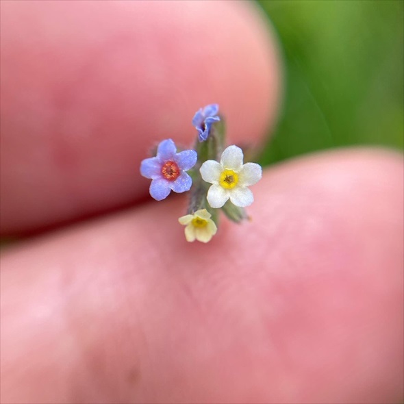すごくかわいい花が咲いてた