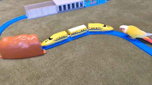 ドクターイエローガチ勢なインコ