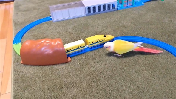 ドクターイエローガチ勢なインコ