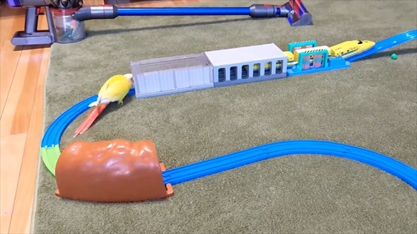 ドクターイエローガチ勢なインコ