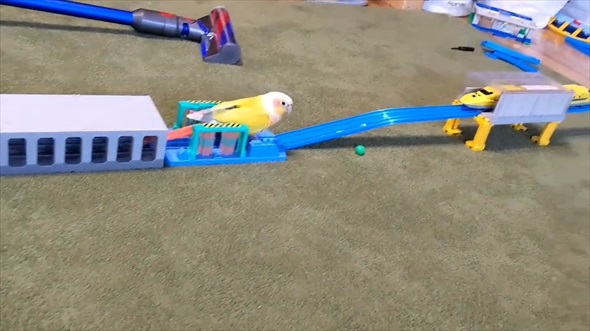 ドクターイエローガチ勢なインコ