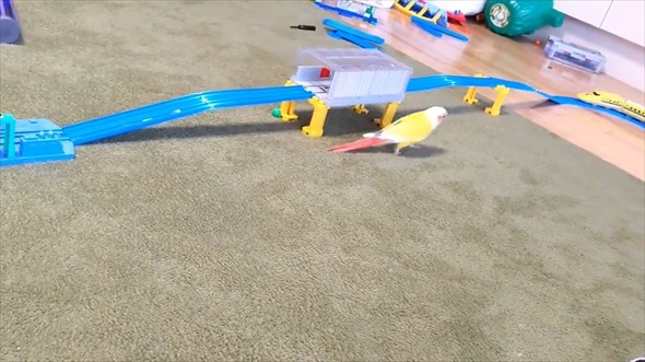 ドクターイエローガチ勢なインコ