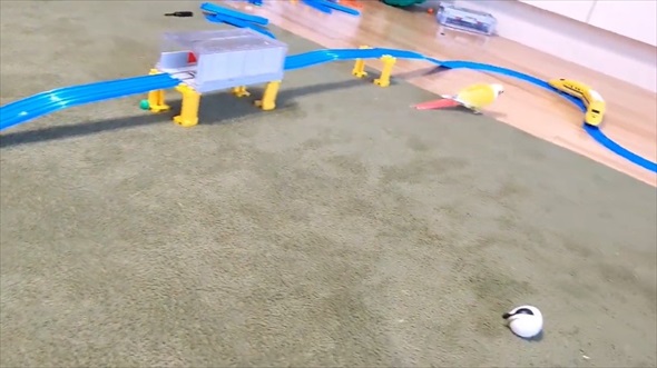 ドクターイエローガチ勢なインコ