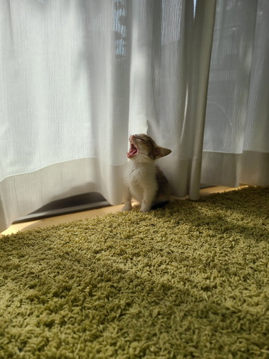 保護された子猫