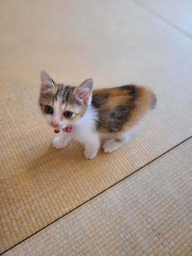 保護された子猫