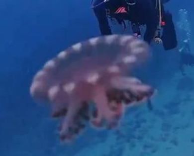 ダイビング中に自己主張してきたクラゲ