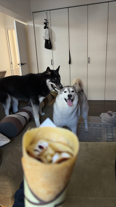 クレープに夢中な姉ワンコ