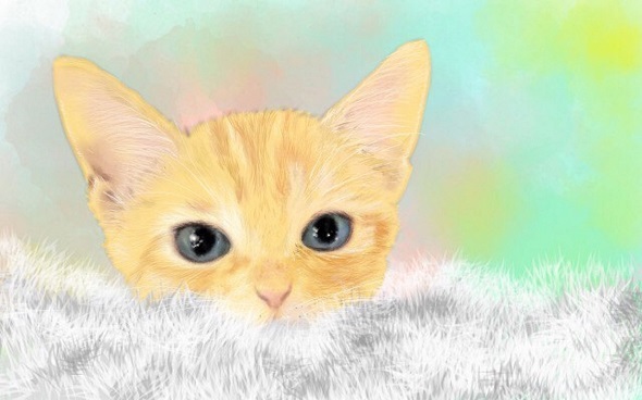 保護猫