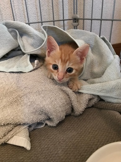 保護猫