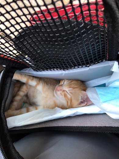 保護猫