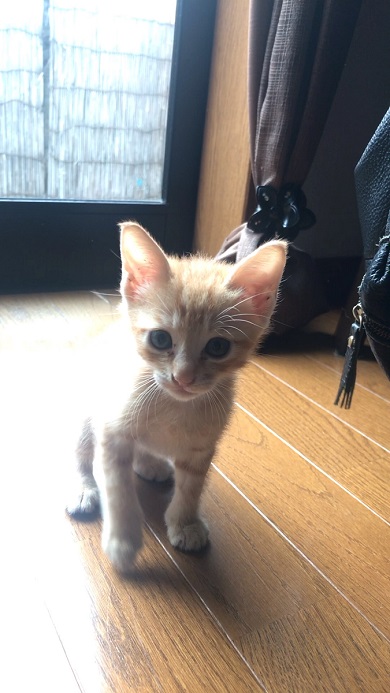 保護猫