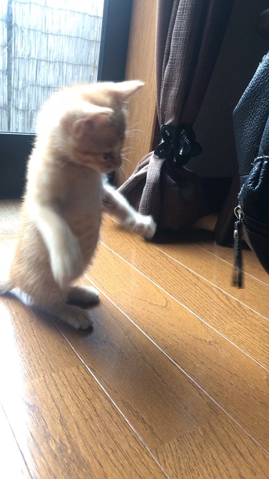 保護猫