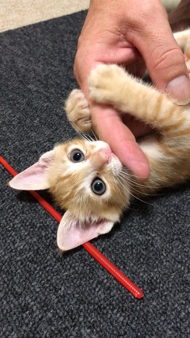 保護猫