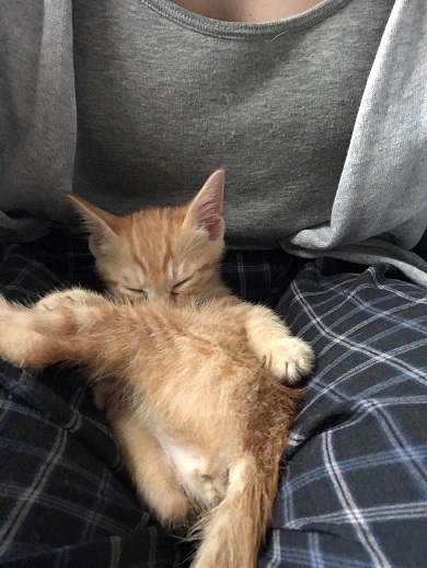 保護猫