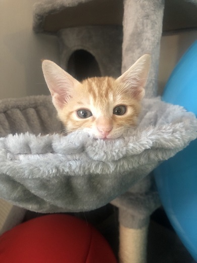 保護猫