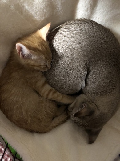 保護猫