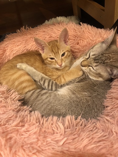 保護猫