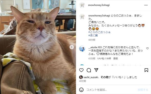 石田ゆり子の愛猫ハニオ