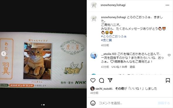石田ゆり子の愛猫ハニオ