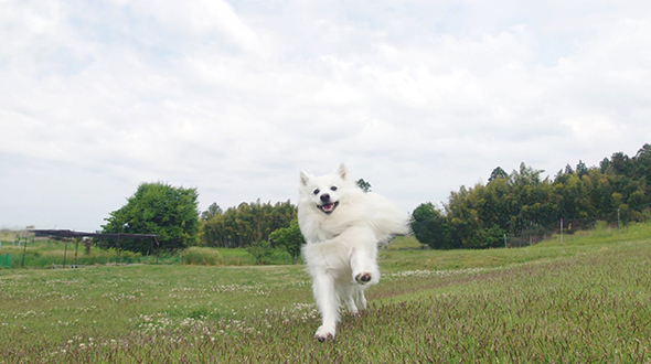 走ってくる白いワンコ