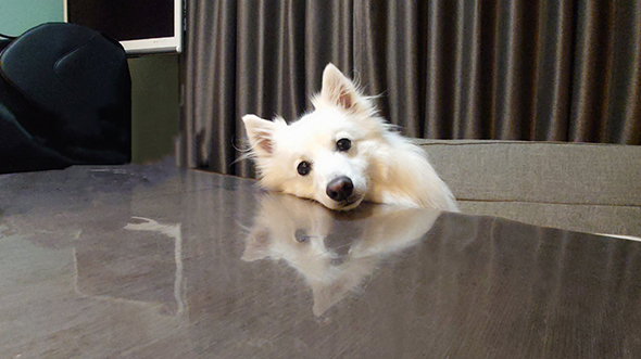 テーブルに顔を乗せる白いワンコ