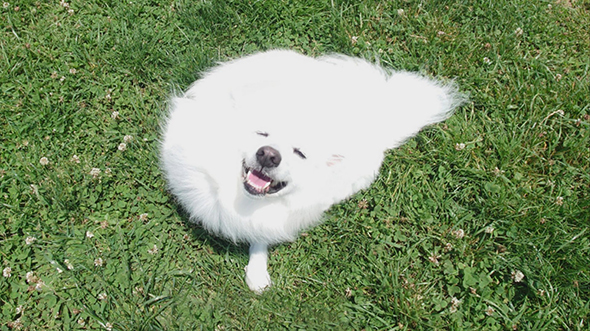 筋斗雲っぽい形のワンコ